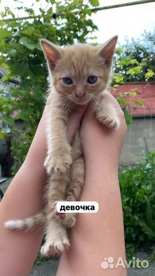 Котята в добрые руки