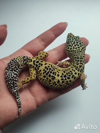 Пятнистый эублефар, леопардовый геккон, самка