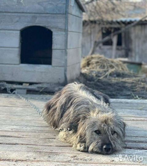 Сержик грустит в приюте