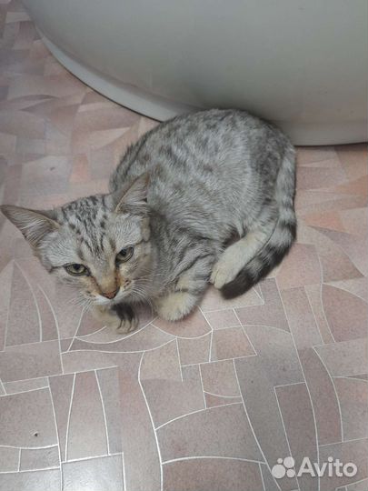 Котенок в добрые руки