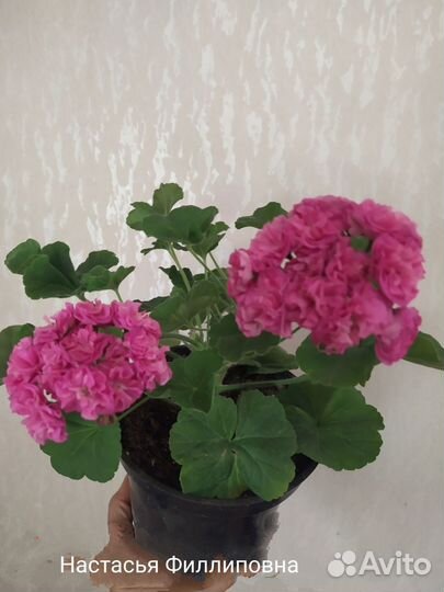 Пеларгонии сортовые