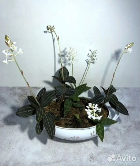 Драгоценные орхидеи