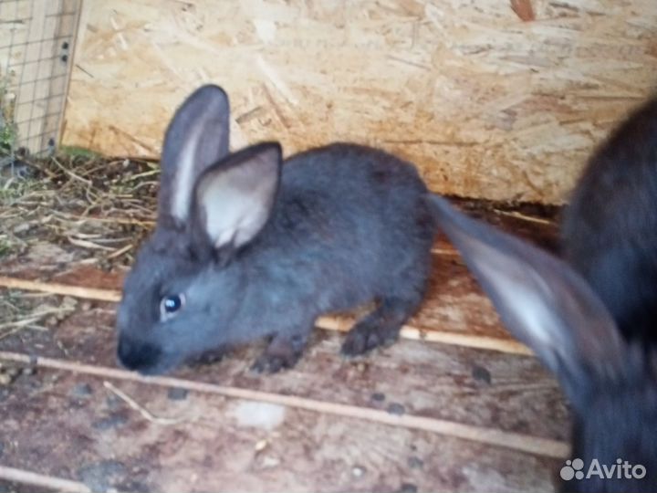 Кролики 1,5 месяца