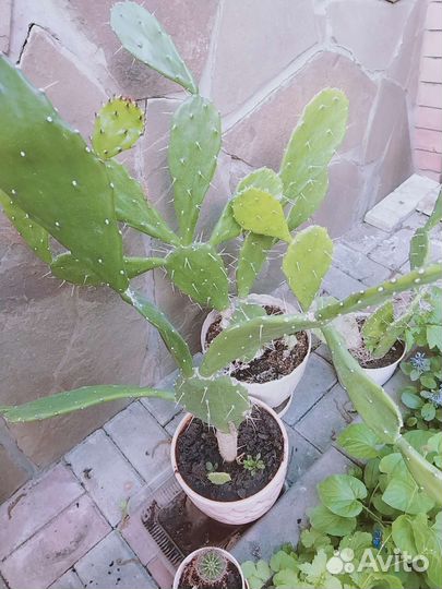 Большой кактус