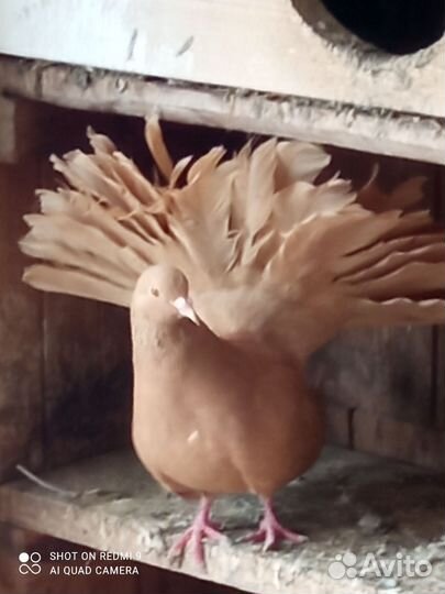 Голуби павлины