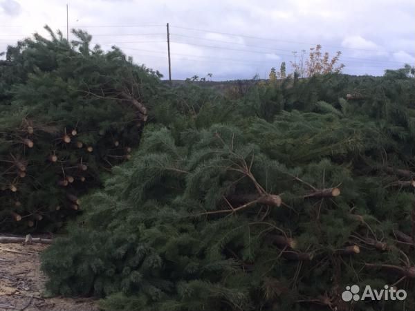 Сосна новогодняя оптом