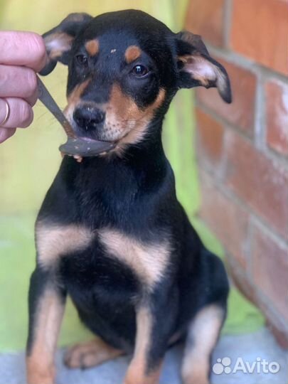 Щенок в добрые руки бесплатно