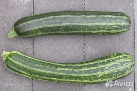 Кабачок Кокозелла из Неаполя (семена)