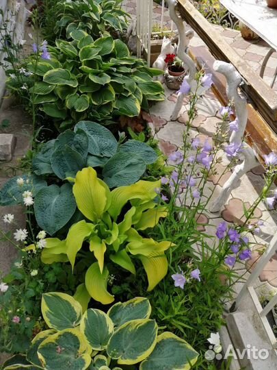 Многолетние садовые растения