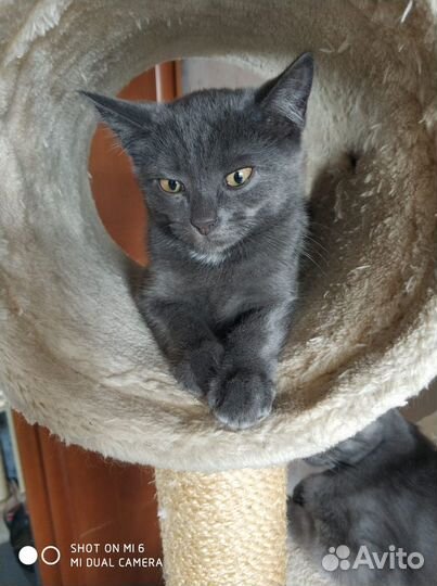 Невозможной красоты котенок нибелунг ищет дом