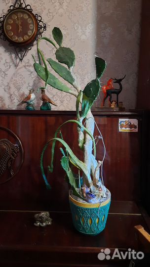 Кактус опунция