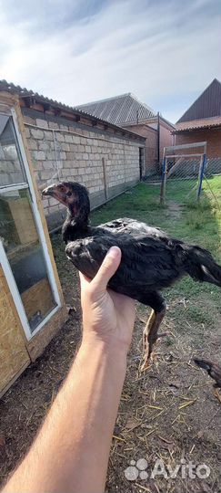 Бойцовая птица