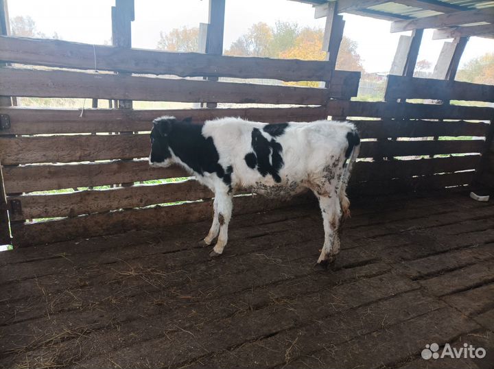 Бычки и телочка