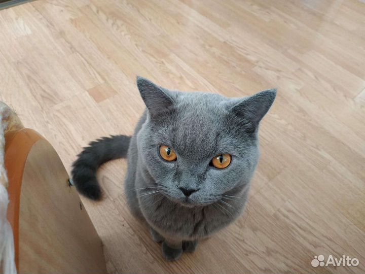 Кот британец для вязки