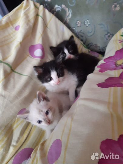 Котята в добрые руки