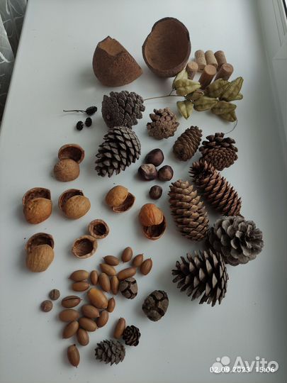 Шишки, орехи, жёлуди для поделок