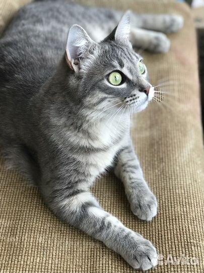 Стерилизованная кошечка