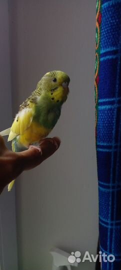 Молодые попугайчики