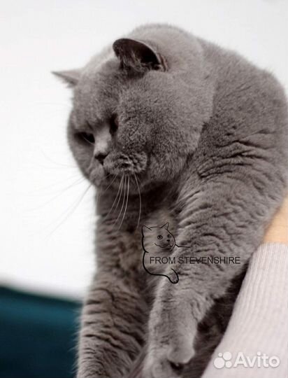 Чудесный британский котенок девочка