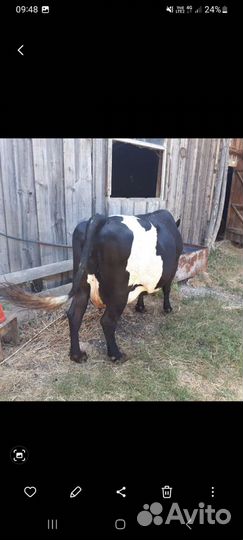Корова дойная