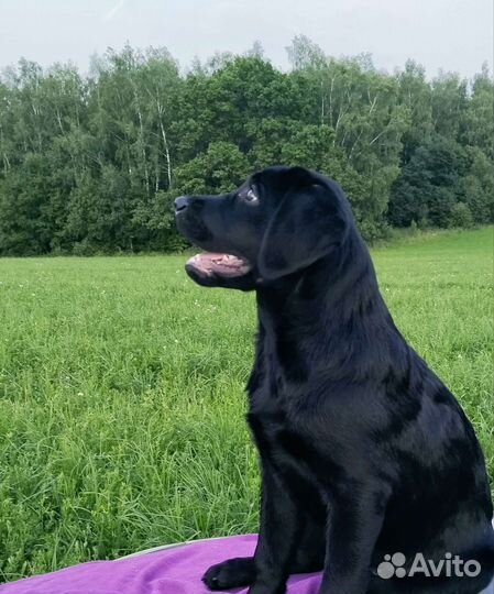 Лабродетки