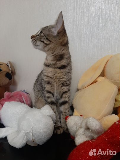 Малышка в любящую семью