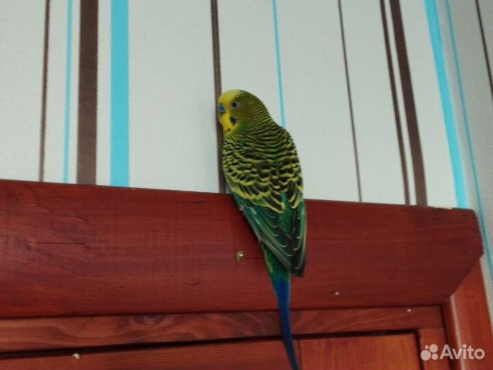 Волнистый попугай самец с клеткой ручной