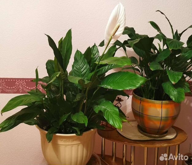 Спатифиллум и Кротон (Кодиеум)