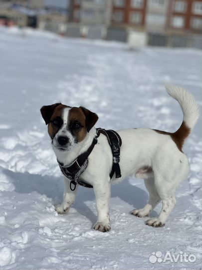 Вязка Джек Рассел терьер