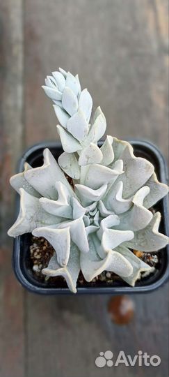 Кактусы и суккуленты