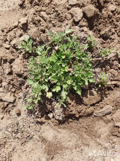 Хризантема шаровидная