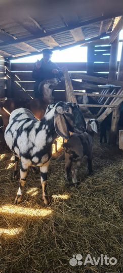 Коза дойная