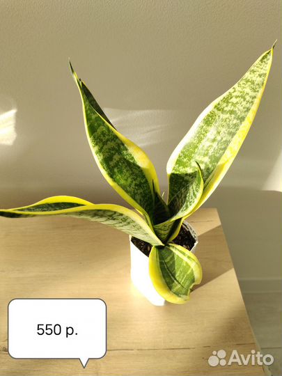 Сансевиерия Футура суперба