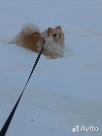 Вязка собак померанский шпиц