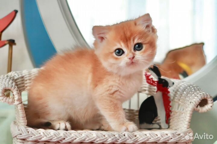 Британский мальчик Манго