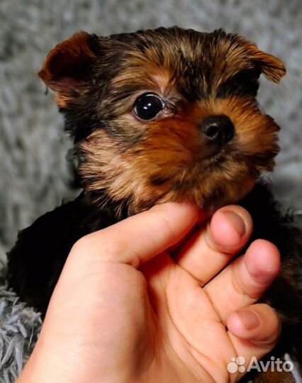 Йоркширский терьер девочки