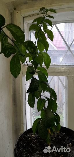 Лимонное дерево