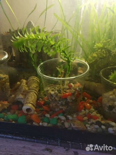 Аквариумные растения