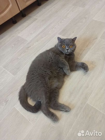 Отдадим в хорошие руки