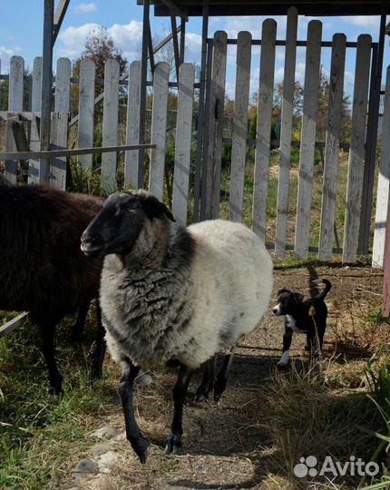 Щенки бордер колли