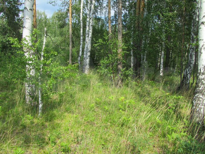 Участок 11 сот. (ИЖС)