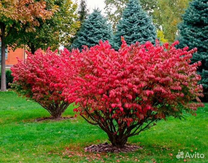 Бересклет крылатый Ива Хакуро Нишики Айва японская