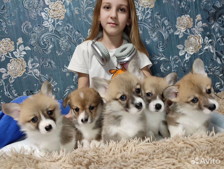 Вельш-корги пемброк