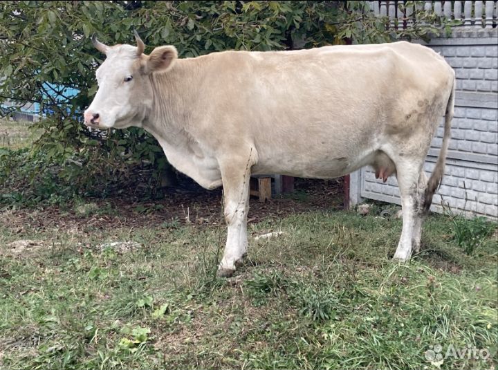 Продается корова