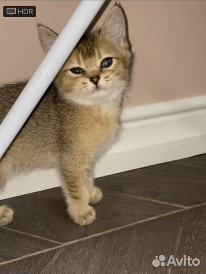 Кошка золотая шиншилла