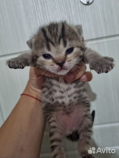 Котята смесь британской сер бристой и вислоухого