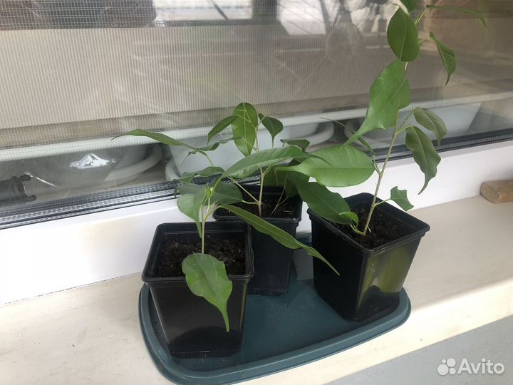 Фикус бенджамина Даниэль ростки
