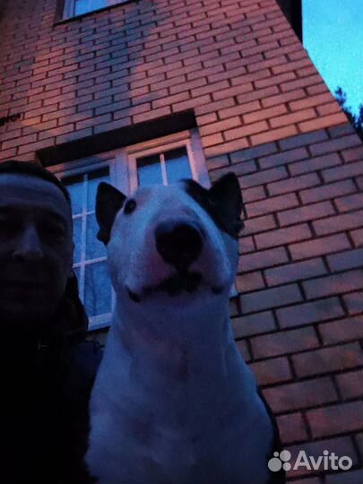 Стандартный бультерьер