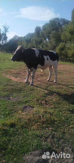 Быки живым весом