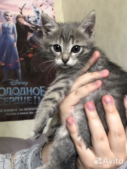 Котята в добрые руки мальчик и девочка